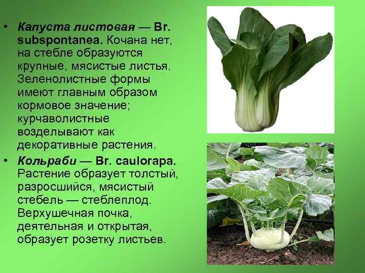  • Капуста листовая — Br. subspontanea. Кочана нет, на стебле образуются крупные, мясистые