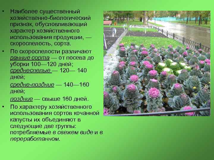  • Наиболее существенный хозяйственно биологический признак, обусловливающий характер хозяйственного использования продукции, — скороспелость,