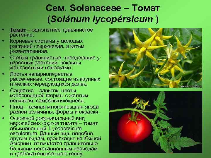 Томат растение биология. Строение томата биология. Морфологическое строение томата. Томат строение растения.