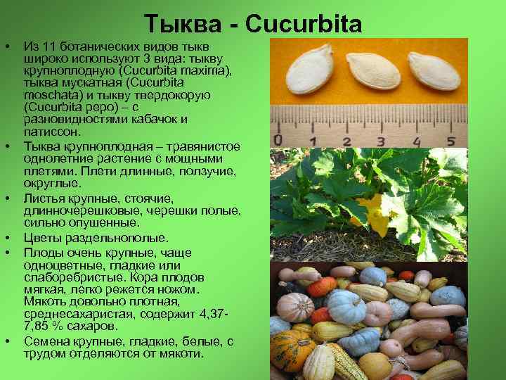 Тыква - Cucurbita • • • Из 11 ботанических видов тыкв широко используют 3