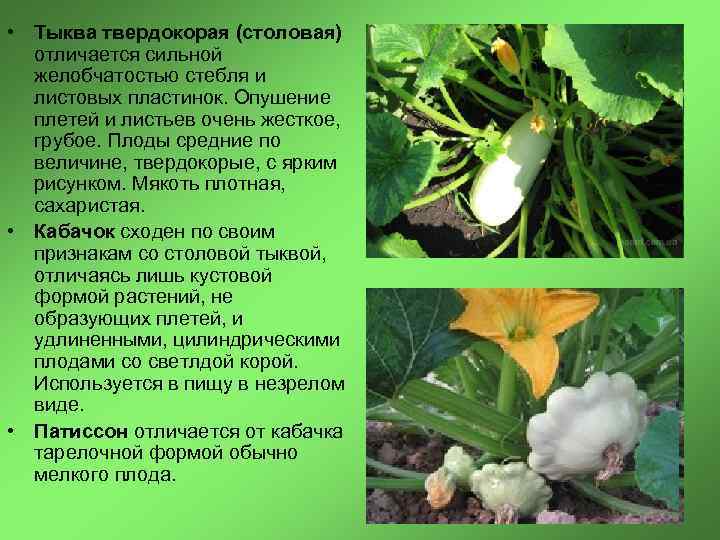  • Тыква твердокорая (столовая) отличается сильной желобчатостью стебля и листовых пластинок. Опушение плетей