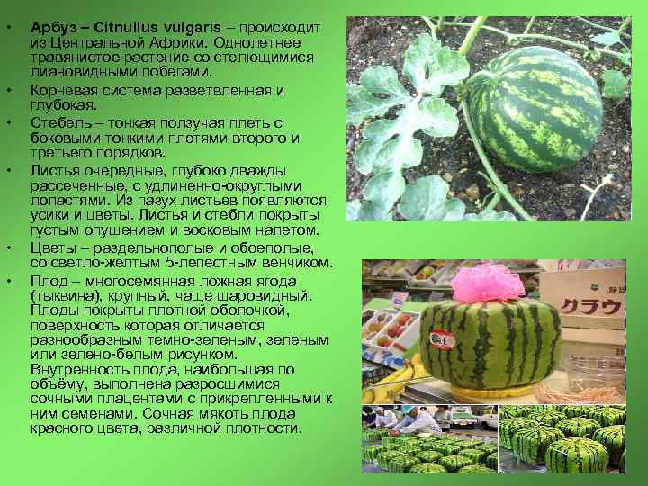  • • • Арбуз – Citnullus vulgaris – происходит из Центральной Африки. Однолетнее