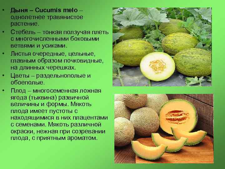  • Дыня – Cucumis melo – однолетнее травянистое растение. • Стебель – тонкая
