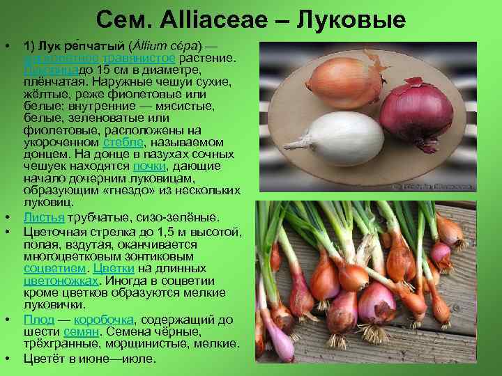 Сем. Alliaceae – Луковые • • • 1) Лук ре пчатый (Állium cépa) —
