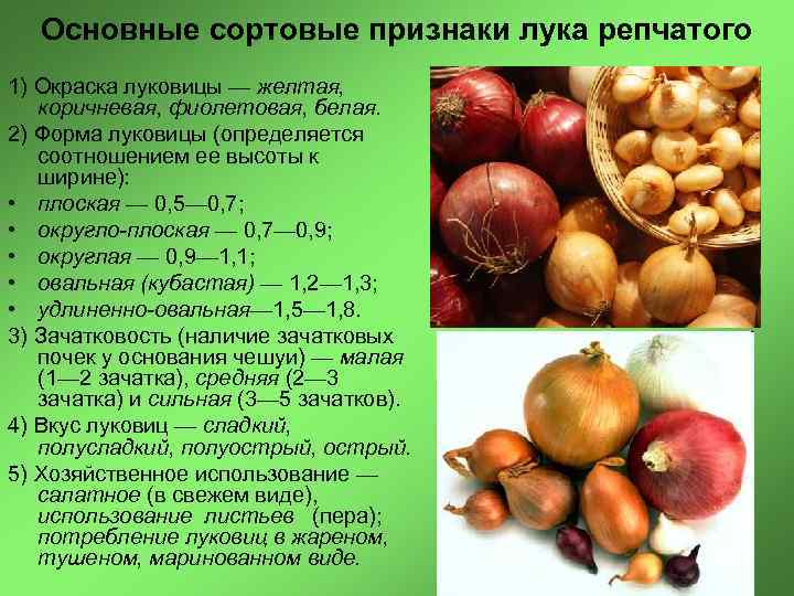 Основные сортовые признаки лука репчатого 1) Окраска луковицы — желтая, коричневая, фиолетовая, белая. 2)