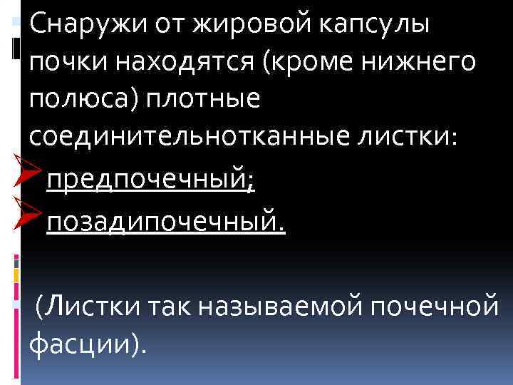  Снаружи от жировой капсулы почки находятся (кроме нижнего полюса) плотные соединительнотканные листки: Øпредпочечный;
