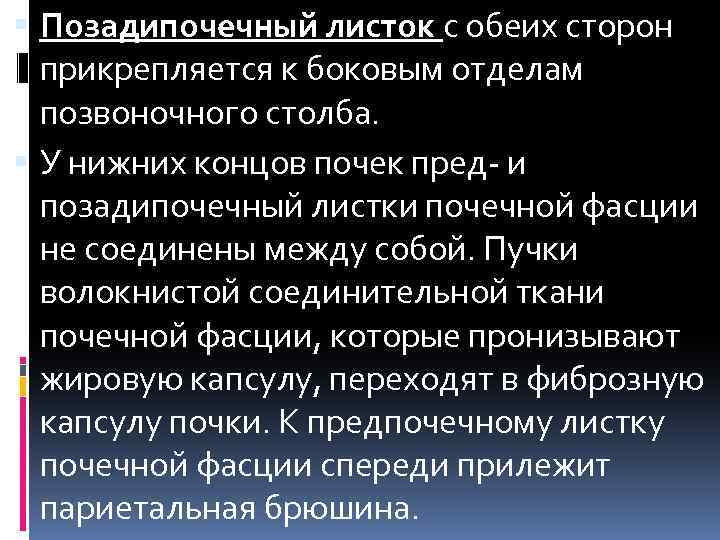 Позадипочечный листок с обеих сторон прикрепляется к боковым отделам позвоночного столба. У нижних