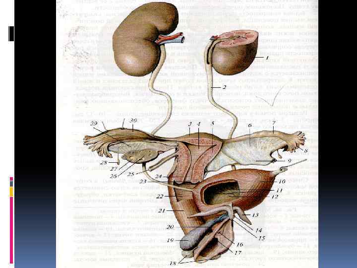 Половые органы мочевой системы. Мочеполовая система половые органы. Мочеполовой аппарат анатомия. Анатомия женской мочеполовой системы. Женская Мочеполовая система схема.