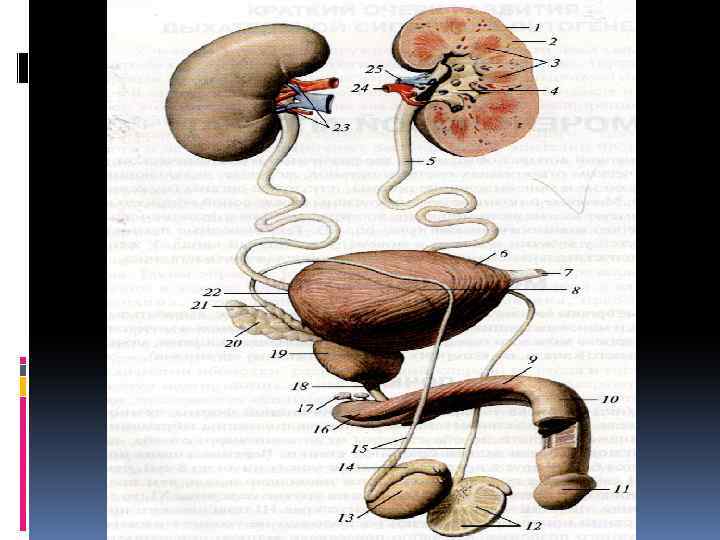 Мочевые органы мужчины. Мочеполовой аппарат анатомия. Схема мочеполовой системы у мужчин. Мочеполовой аппарат мужской анатомия. Строение мочеполовой системы мужчины.