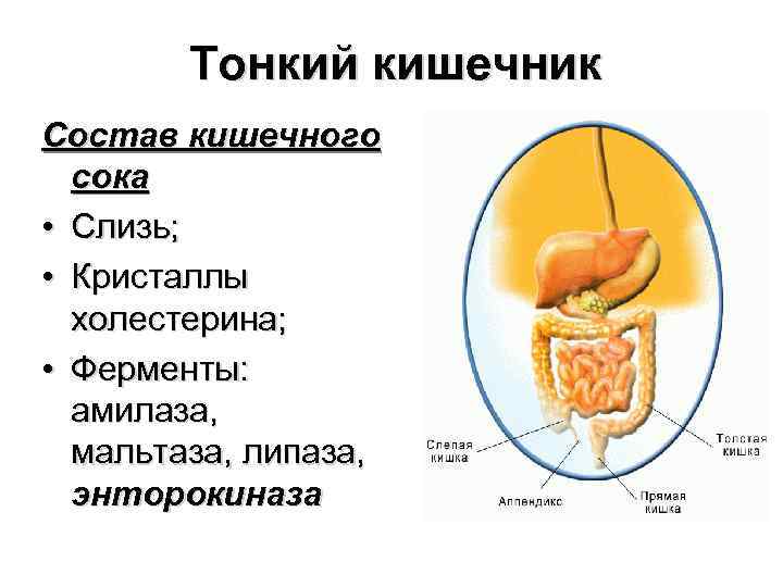 Тонкий кишечник состоит из