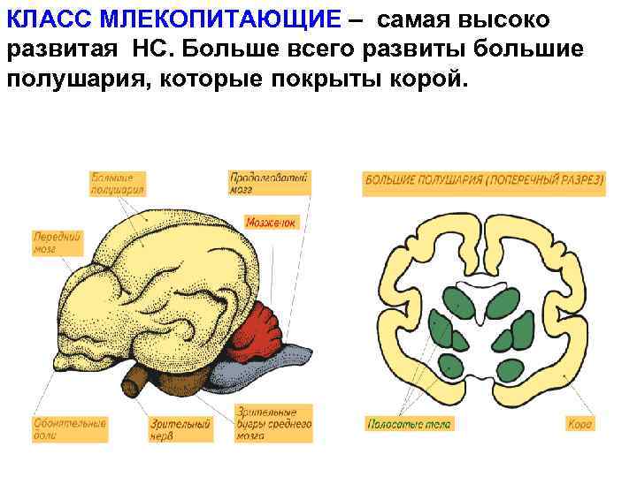 Мозг млекопитающих. Нервная система млекопитающих 7 класс. Нервная система млекопитающих головной мозг. Отделы мозга млекопитающих и их функции. Средний мозг млекопитающих.