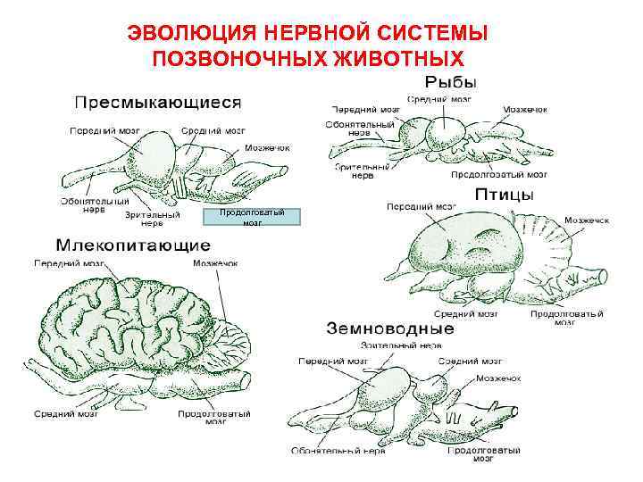 ЭВОЛЮЦИЯ НЕРВНОЙ СИСТЕМЫ ПОЗВОНОЧНЫХ ЖИВОТНЫХ Продолговатый мозг 