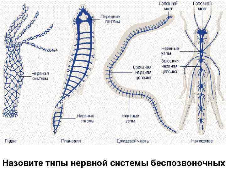 Назовите типы нервной системы беспозвоночных 