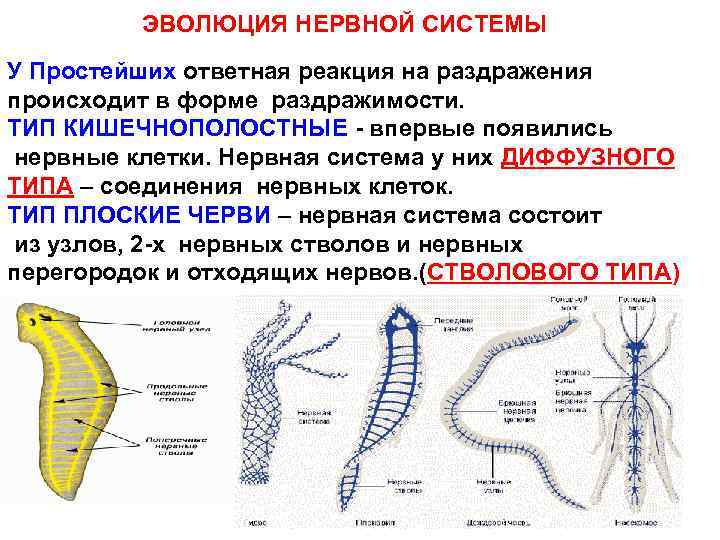 Диффузно узловая трубчатой нервной системы. Эволюция нервной системы у животных схема. Эволюция нервной системы таблица биология 7. Типы нервной системы диффузная лестничная Узловая трубчатая. Плоские черви нервная система диффузного типа.