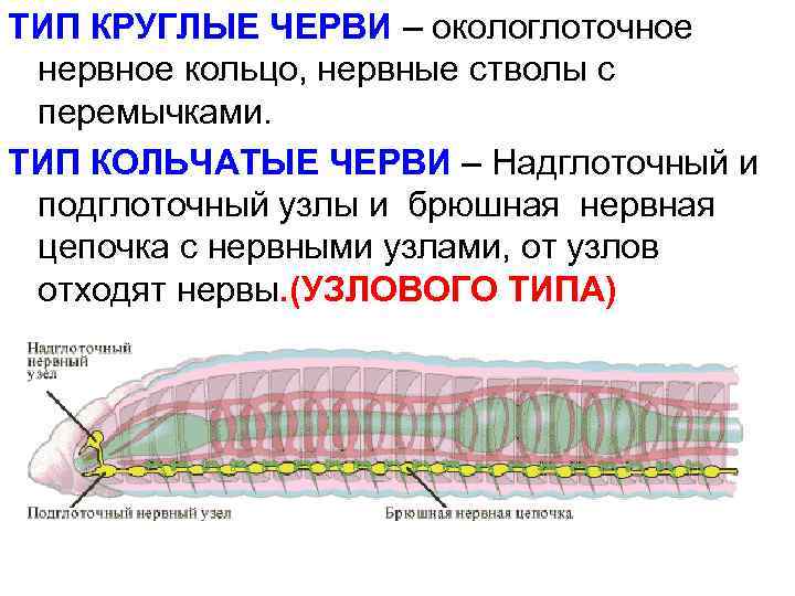ТИП КРУГЛЫЕ ЧЕРВИ – окологлоточное нервное кольцо, нервные стволы с перемычками. ТИП КОЛЬЧАТЫЕ ЧЕРВИ