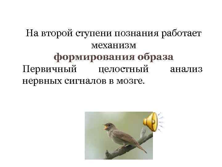 На второй ступени познания работает механизм формирования образа Первичный целостный анализ нервных сигналов в