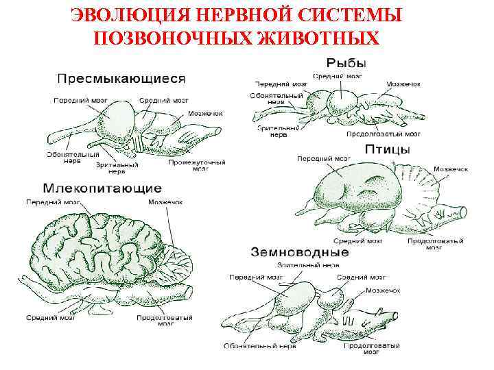 ЭВОЛЮЦИЯ НЕРВНОЙ СИСТЕМЫ ПОЗВОНОЧНЫХ ЖИВОТНЫХ 