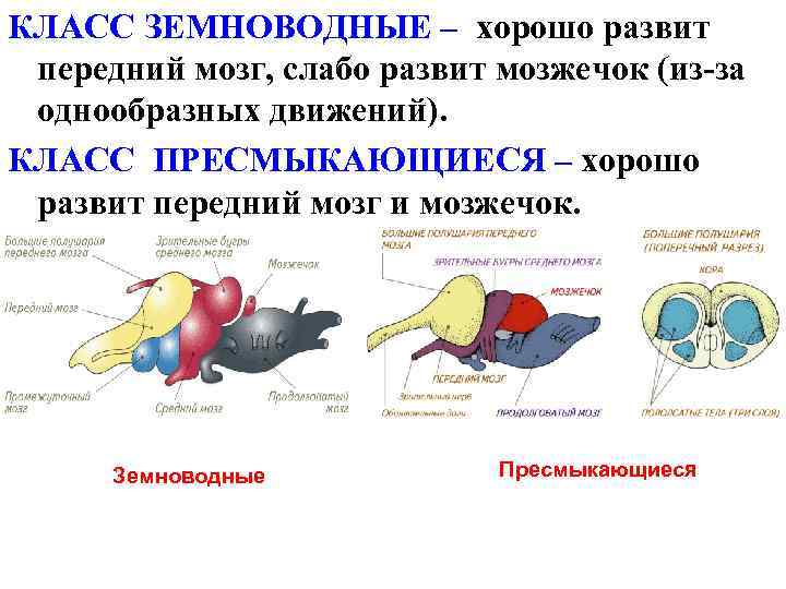 КЛАСС ЗЕМНОВОДНЫЕ – хорошо развит передний мозг, слабо развит мозжечок (из-за однообразных движений). КЛАСС