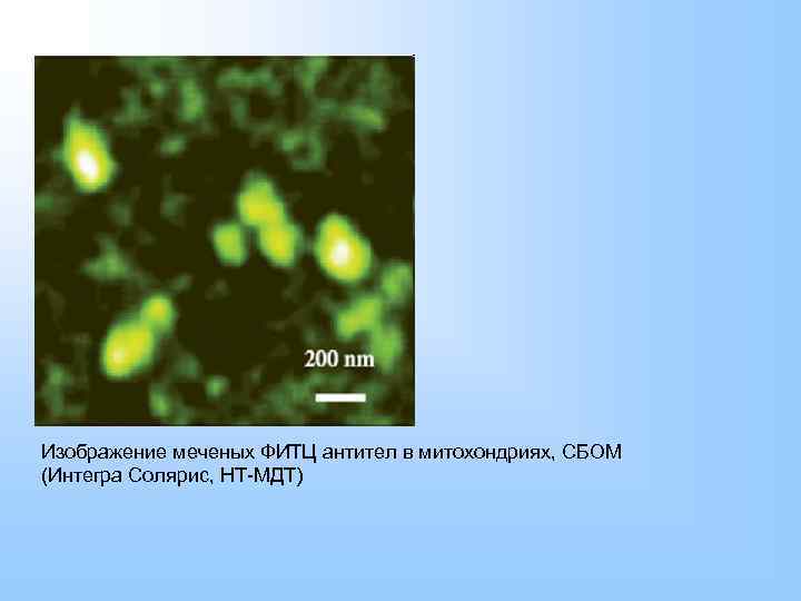 Изображение меченых ФИТЦ антител в митохондриях, СБОМ (Интегра Солярис, НТ-МДТ) 