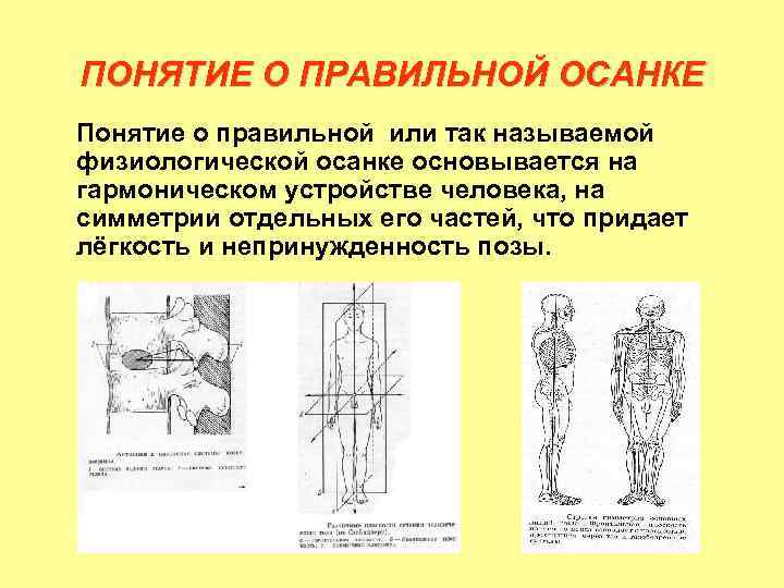 ПОНЯТИЕ О ПРАВИЛЬНОЙ ОСАНКЕ Понятие о правильной или так называемой физиологической осанке основывается на