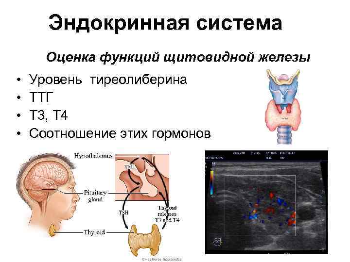 Эндокринная система Оценка функций щитовидной железы • • Уровень тиреолиберина ТТГ Т 3, Т