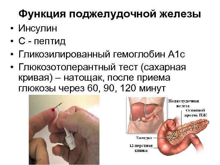 Функции под. Функции поджелудочной железы в организме человека. Функция инсулина поджелудочной железы. Функции поджелудочной железы в организме человека кратко и понятно. Поджелудочная железа нормальная физиология.