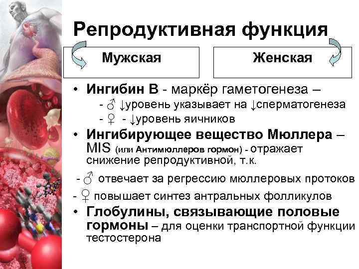 Репродуктивная функция Мужская Женская • Ингибин B - маркёр гаметогенеза – - ♂ ↓уровень