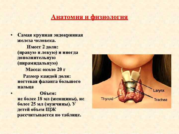 Анатомия и физиология • Самая крупная эндокринная железа человека. Имеет 2 доли: (правую и
