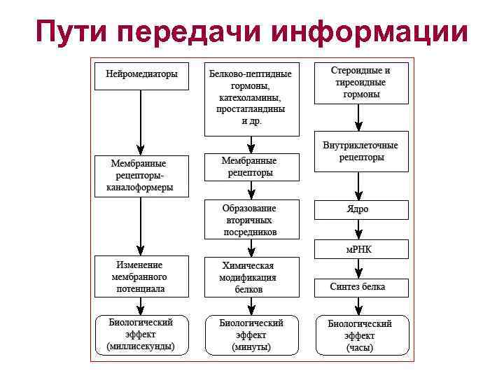 Пути передачи информации 