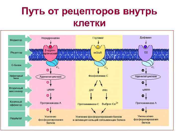 Путь от рецепторов внутрь клетки 