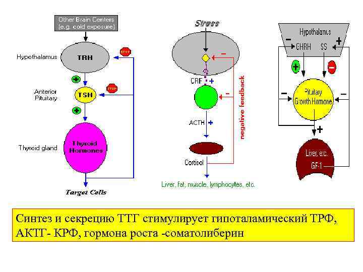 Синтез и секрецию ТТГ стимулирует гипоталамический ТРФ, АКТГ- КРФ, гормона роста -соматолиберин 