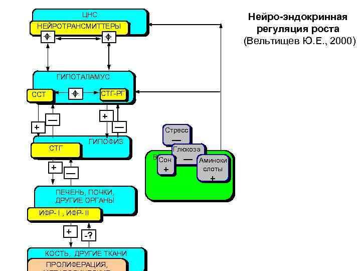ЦНС Нейро-эндокринная регуляция роста (Вельтищев Ю. Е. 2000) НЕЙРОТРАНСМИТТЕРЫ ГИПОТАЛАМУС ССТ + СТГ-РГ +