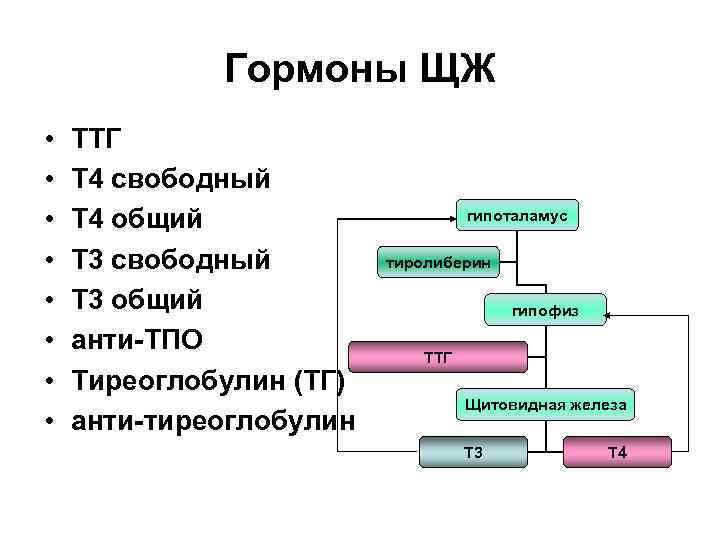 Гормоны ЩЖ • • ТТГ Т 4 свободный Т 4 общий Т 3 свободный