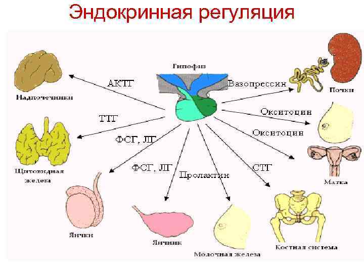 Эндокринная регуляция 