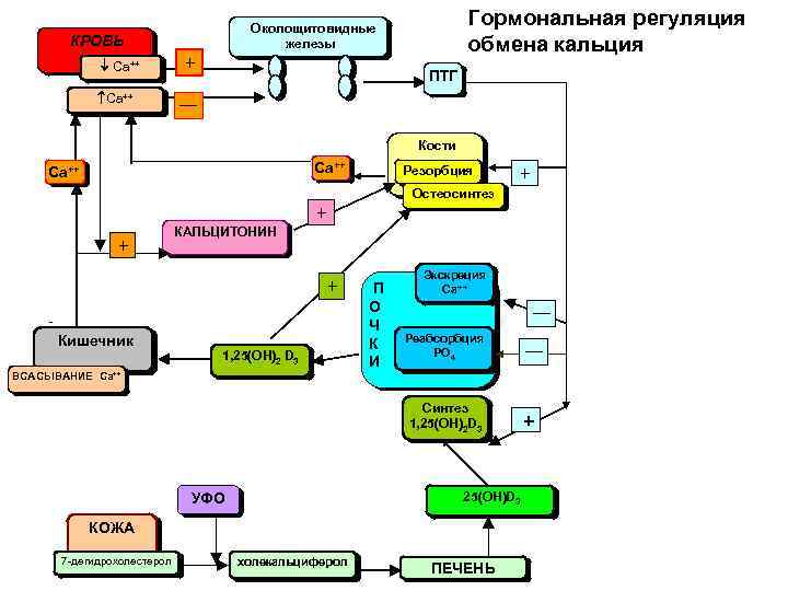 Кальций фосфорный обмен схема