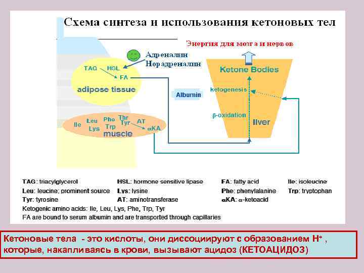 Кетоновые тела - это кислоты, они диссоциируют с образованием Н + , которые, накапливаясь