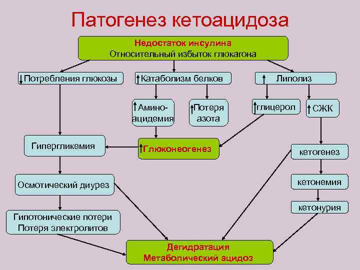 Патогенез кетоацидоза Недостаток инсулина Относительный избыток глюкагона Потребления глюкозы Катаболизм белков Аминоацидемия Гипергликемия Потеря