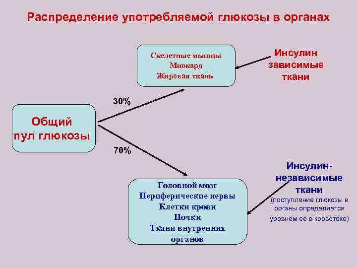 Распределение употребляемой глюкозы в органах Скелетные мышцы Миокард Жировая ткань Инсулин зависимые ткани 30%