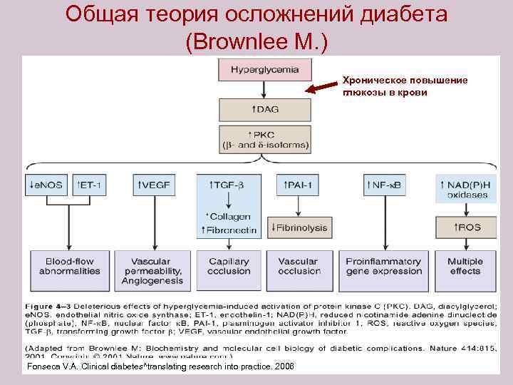 Общая теория осложнений диабета (Brownlee M. ) Хроническое повышение глюкозы в крови Fonseca V.