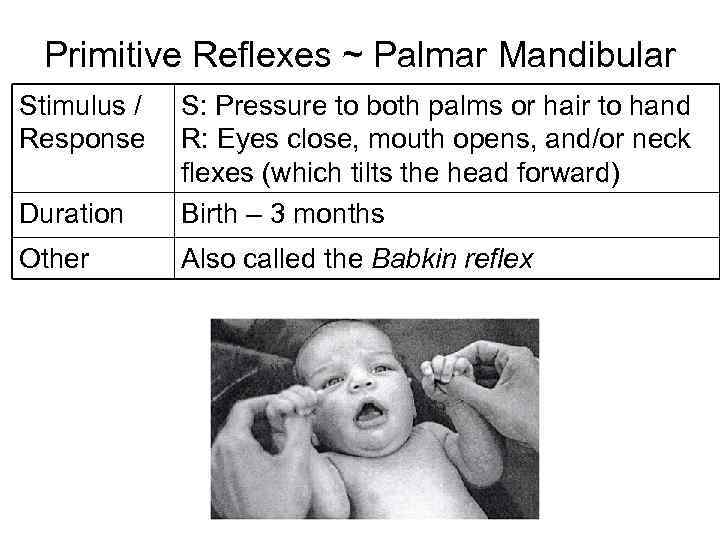 Primitive Reflexes ~ Palmar Mandibular Stimulus / Response Duration S: Pressure to both palms