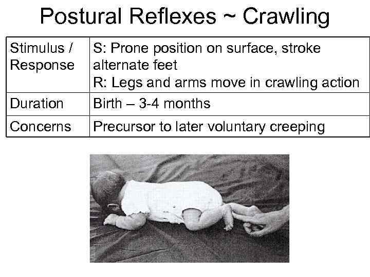 Postural Reflexes ~ Crawling Stimulus / Response Duration S: Prone position on surface, stroke