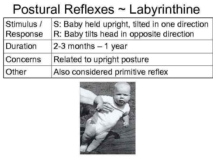 Postural Reflexes ~ Labyrinthine Stimulus / Response Duration S: Baby held upright, tilted in