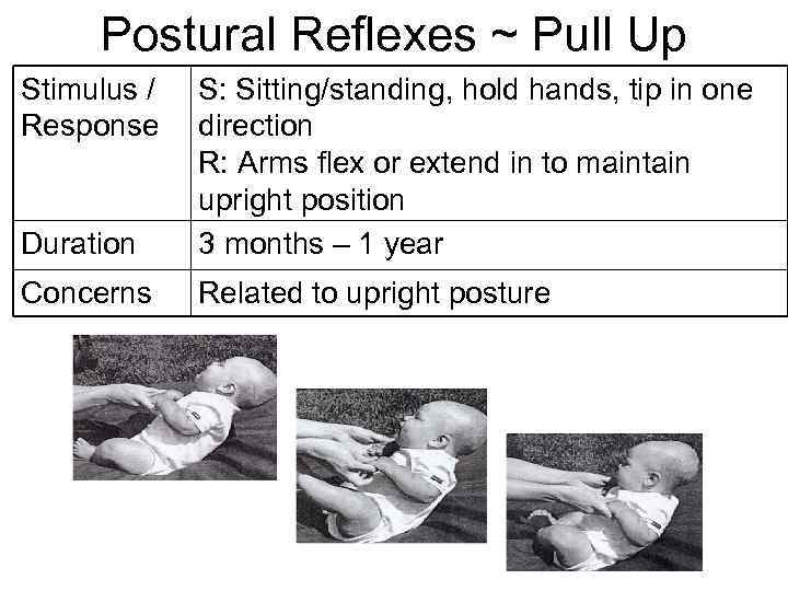 Postural Reflexes ~ Pull Up Stimulus / Response Duration S: Sitting/standing, hold hands, tip