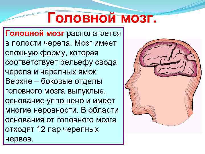 В полости черепа расположен. Головной мозг в полости черепа. Головной мозг расположен в полости. Отделы головного мозга в полости черепа. Головной мозг расположен в черепе.
