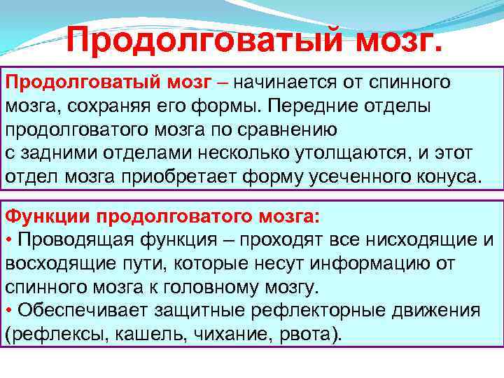 Продолговатый мозг – начинается от спинного мозга, сохраняя его формы. Передние отделы продолговатого мозга