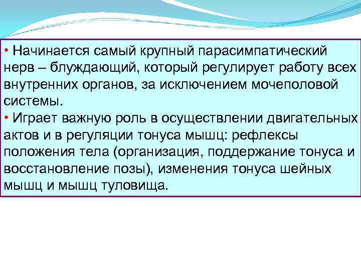  • Начинается самый крупный парасимпатический нерв – блуждающий, который регулирует работу всех внутренних