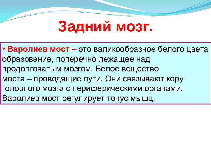 Задний мозг. • Варолиев мост – это валикообразное белого цвета образование, поперечно лежащее над