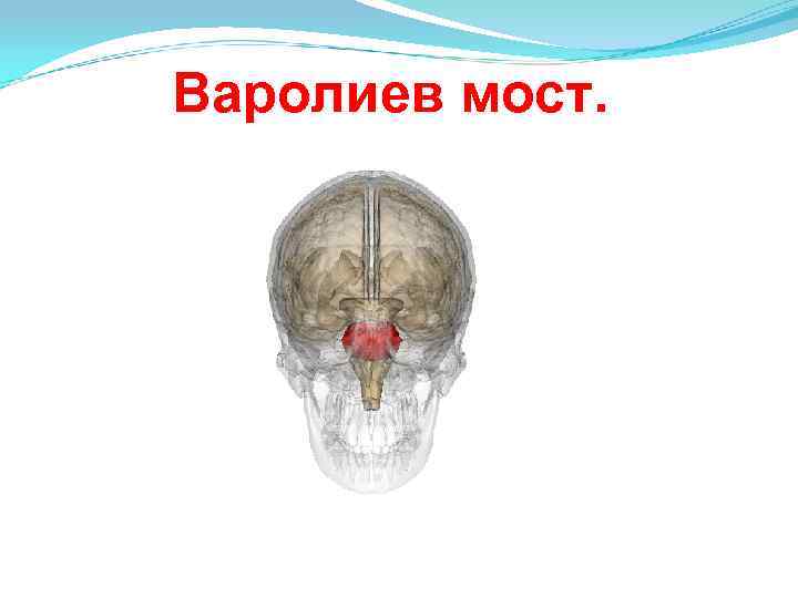 Варолиев мост. 