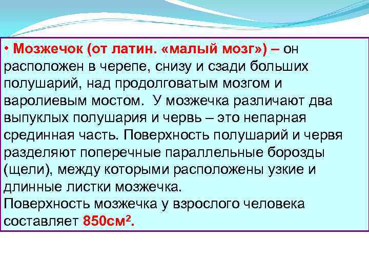  • Мозжечок (от латин. «малый мозг» ) – он расположен в черепе, снизу
