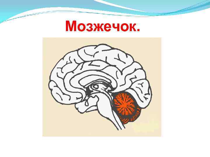 Мозжечок. 